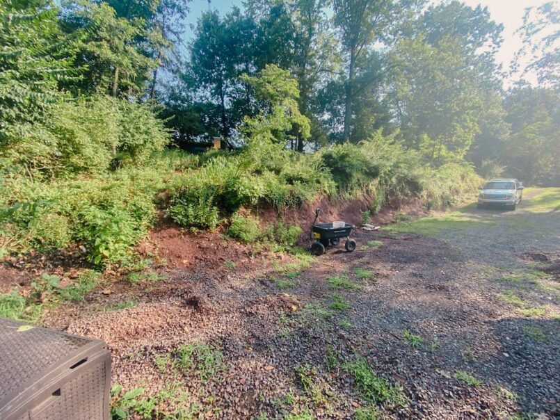 The hillside alongside the driveway